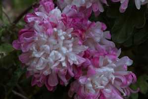 CHRYSANTHEMUM-24 (5)